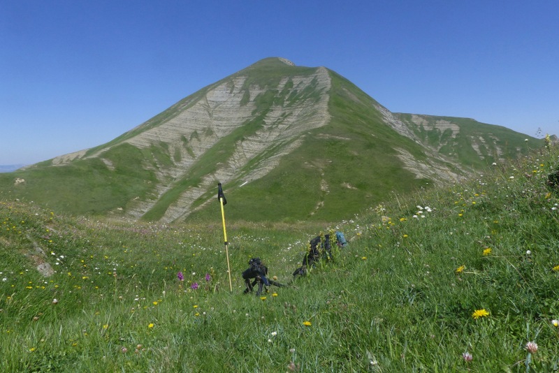 La Nigritella widderi a Pizzo di Sevo e Cima Lepri  -  luglio 2025